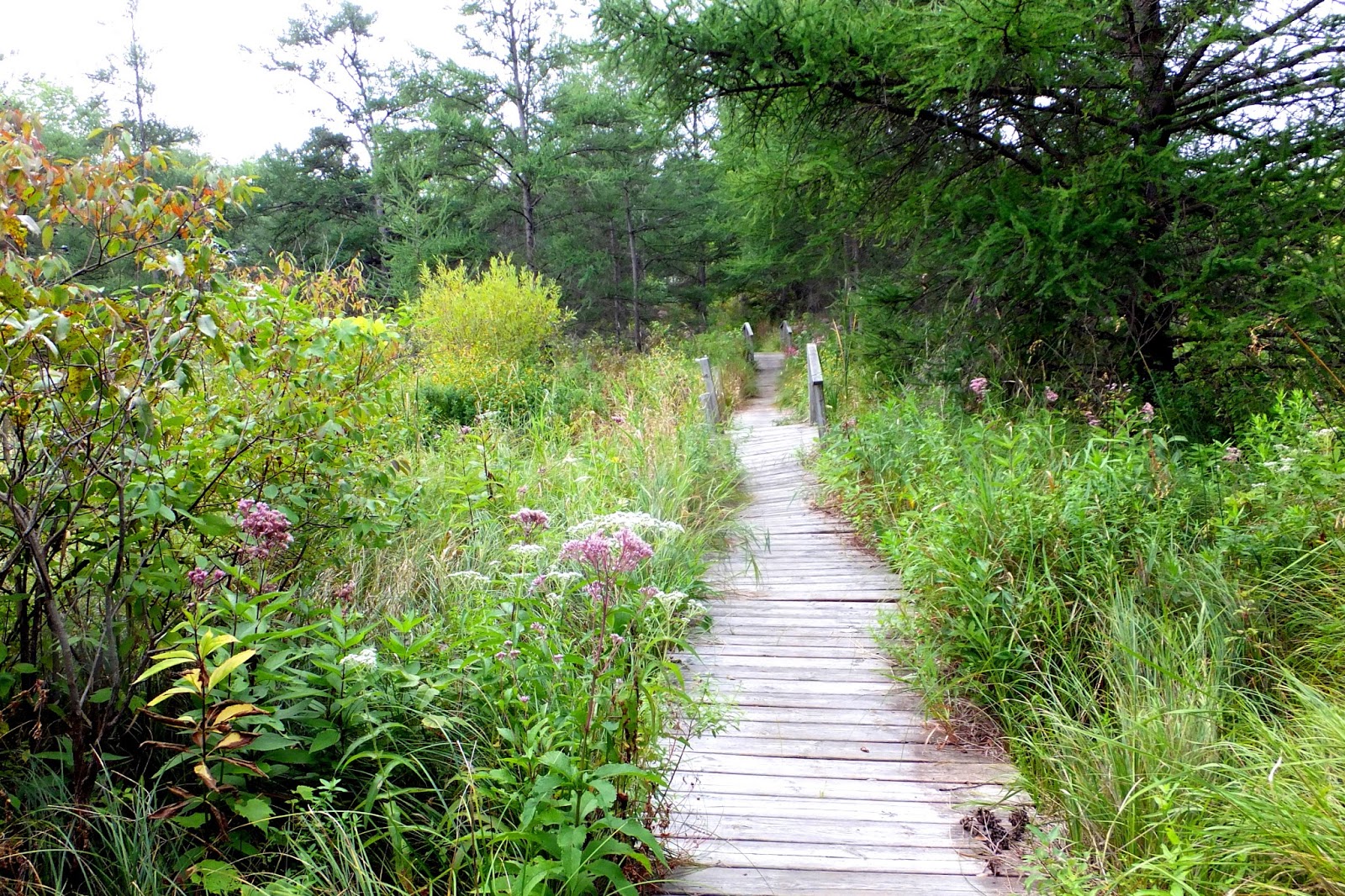 Plants Amaze Me Late August wildflower adventure in Michigan