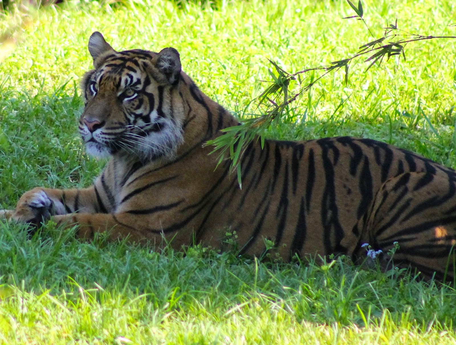 Safari Mike: Sumatran Tiger