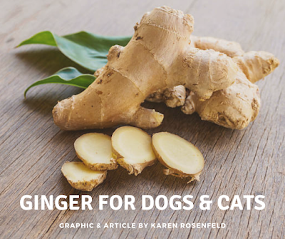 Ginger herb for dogs and cats