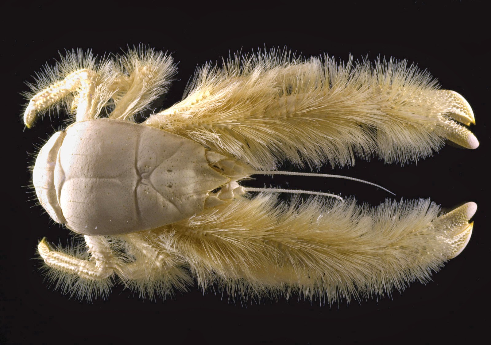 Animals You May Not Have Known Existed - Yeti Crab