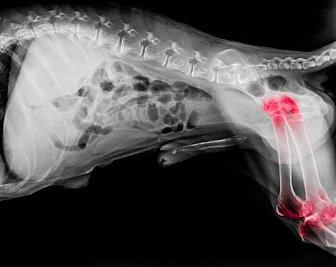 Dog leg x-ray image