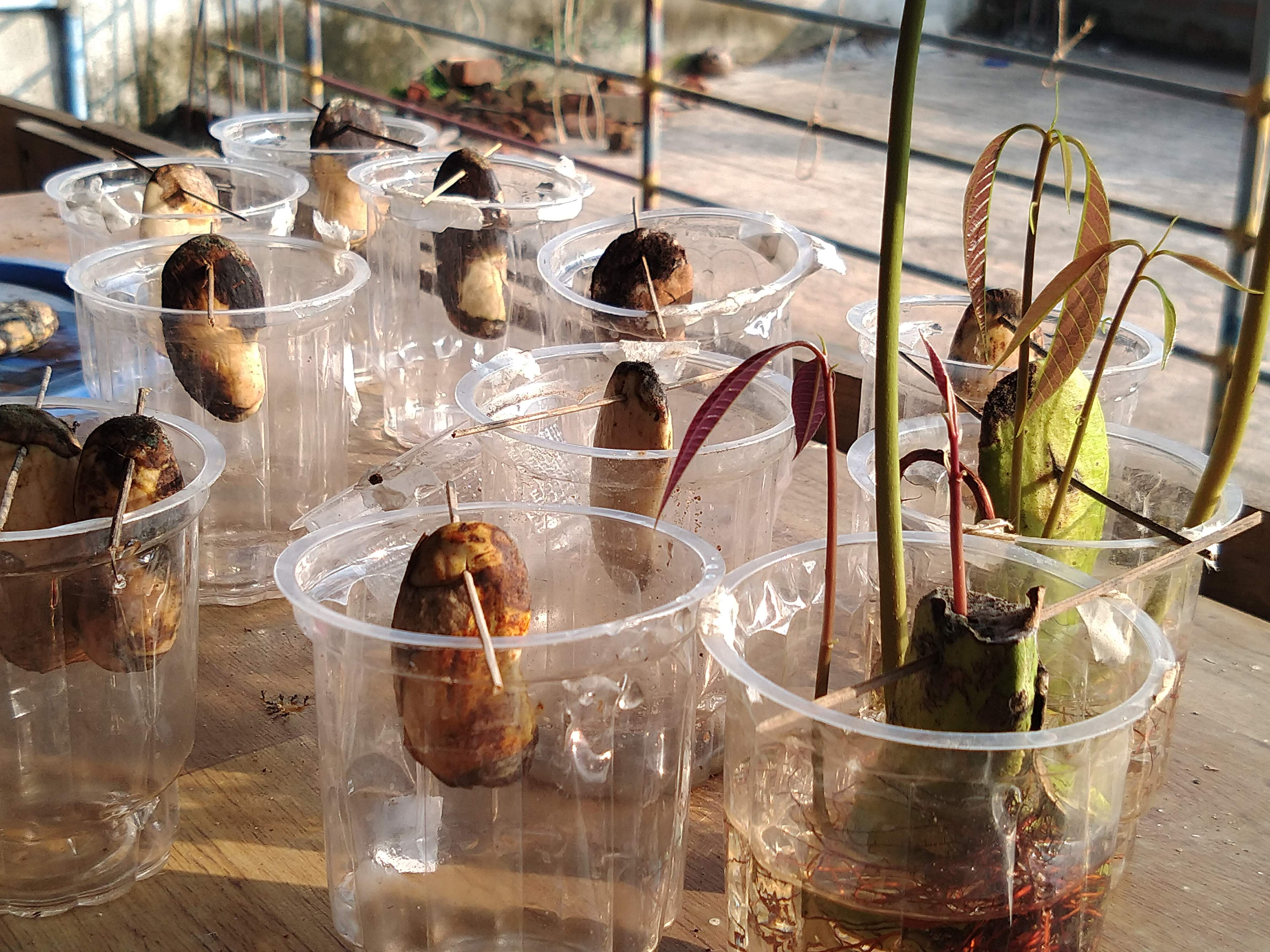 Mango Seed Germination in Water