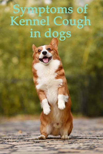 Kennel cough in dogs Kennel cough in dogs
