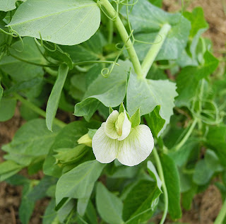 Pea flower