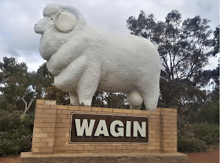Wagin | The BIG Ram by Andrew Hickson