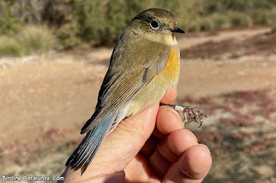 Cotxa cuablava (Tarsiger cyanurus)