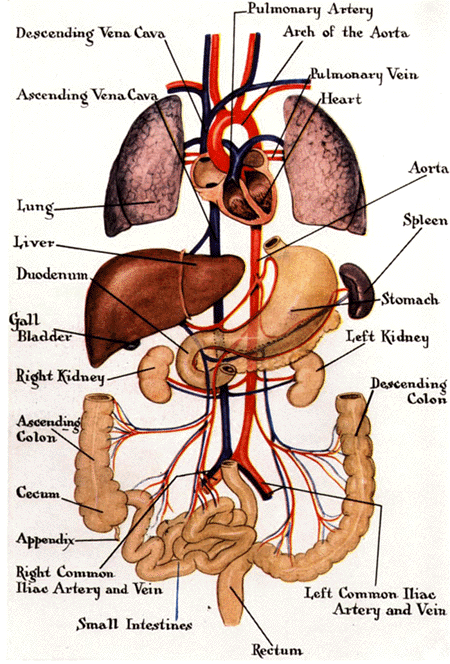 Funny Pictures Gallery: Organs, internal organs diagram, body organs