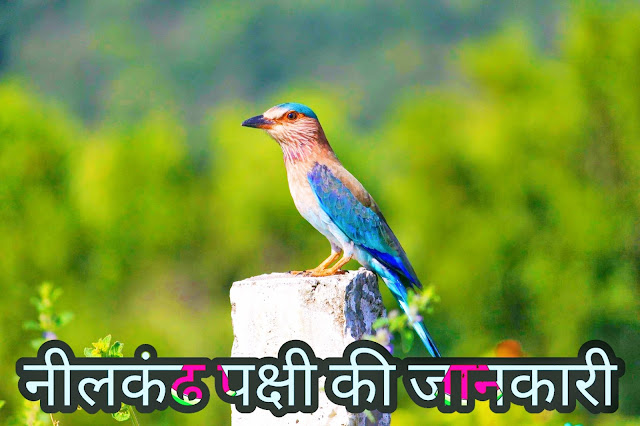 Neelkanth Bird Information In Hindi