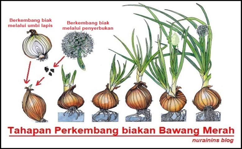 Contoh Tumbuhan Umbi Lapis  Homecare24