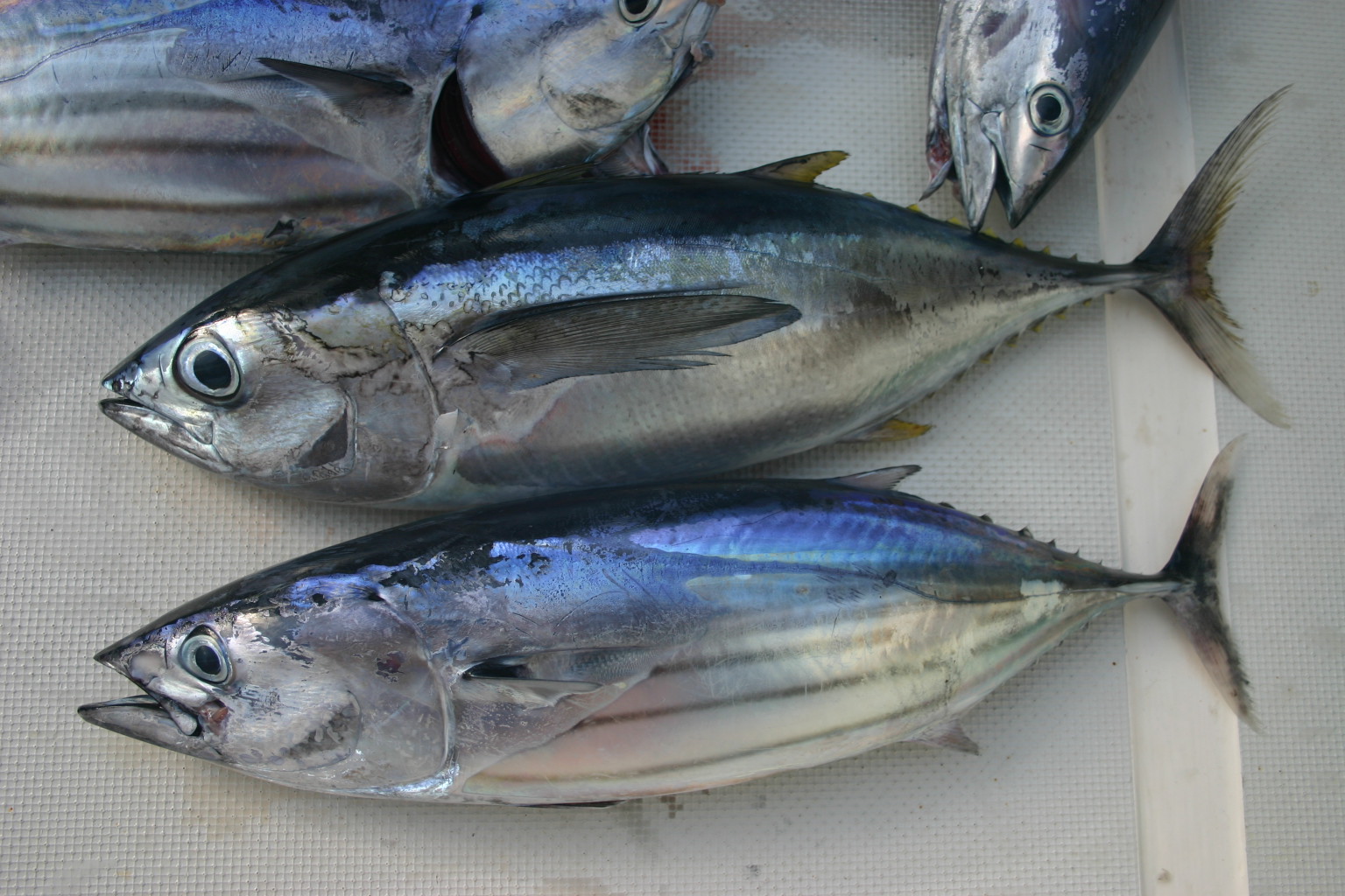 A Blog For Kerala Varieties and Fishes FISHES AVAILABLE.
