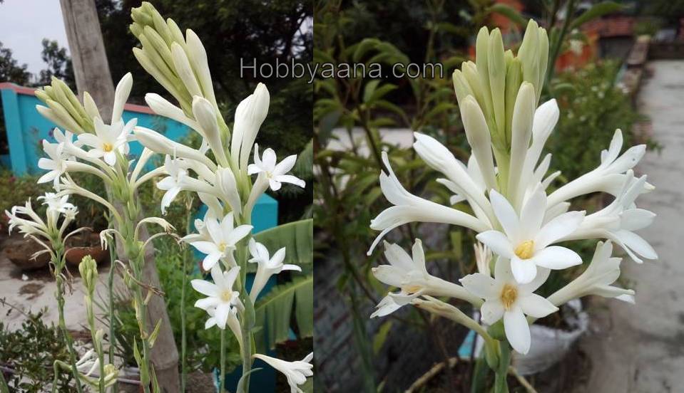 HOBBYAANA TUBEROSE BULBS tuberosa the pearl polianthes