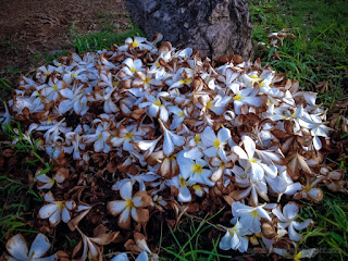 Falling Wither Frangipani Flowers Under The Tree On The Ground North Bali Indonesia