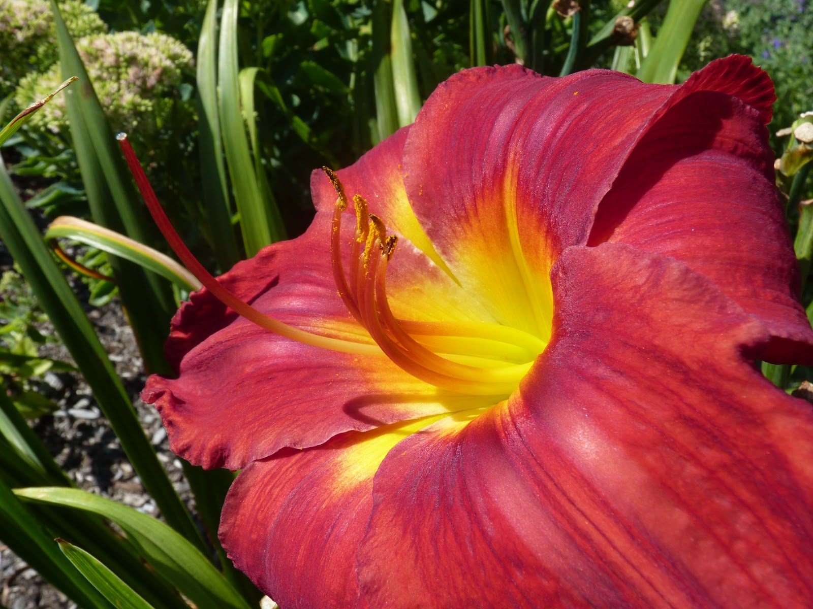 WHS AP Bio 2012 Taylor Plant Reproductive Structures