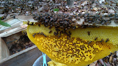 Madu Lebah Lokal