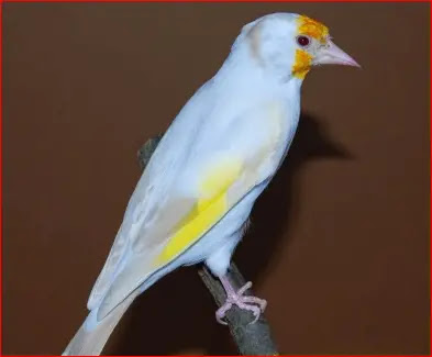 صورة لحسون طفرة الاغات صورة لحسون طفرة الاغات