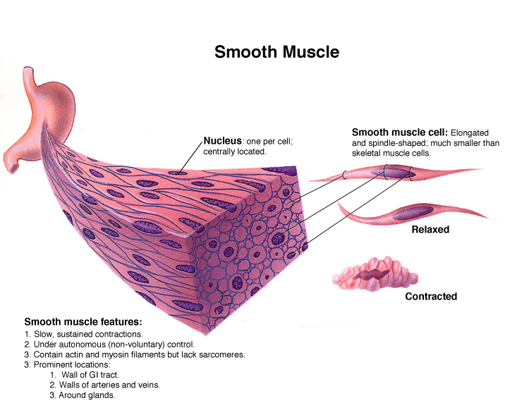 Honors Anatomy And Physiology Smooth And Skeletal Muscle