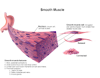Honors Anatomy and Physiology: Smooth and Skeletal Muscle