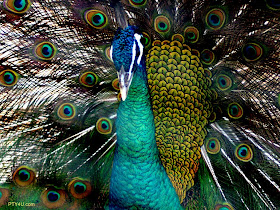 Peacock Wallpapers