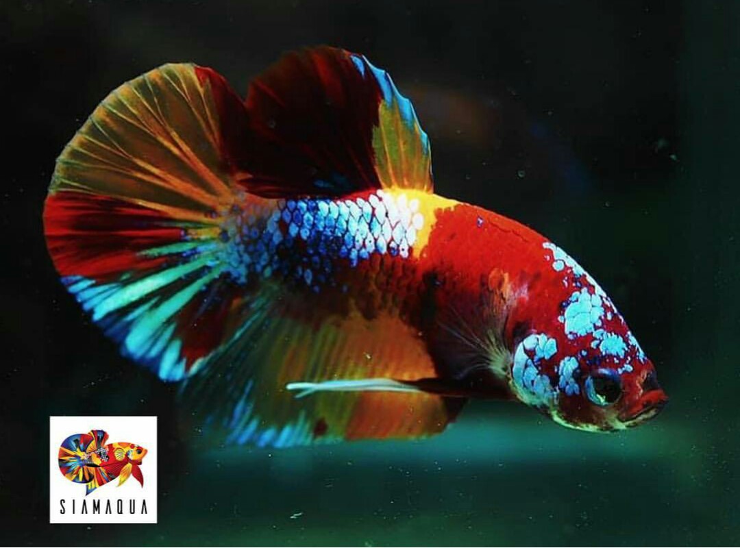  Gambar  Ikan  Cupang  Plakat Fancy Gambar  Ikan  HD