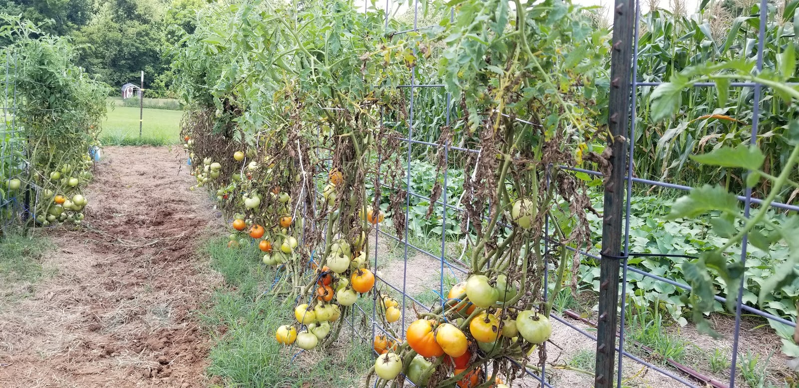 4 D Farms Growing Tomatoes , Extending Your Season