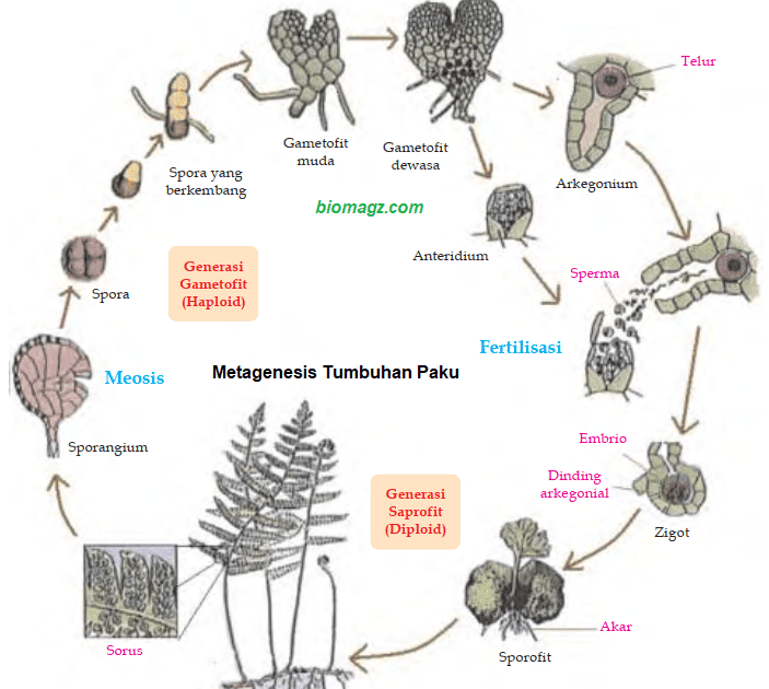 Набор хромосом спорофита папоротника. У хвощей доминирует гаметофит. Metagenesis Ubur Ubur. Гаметофит спорофит таблица.