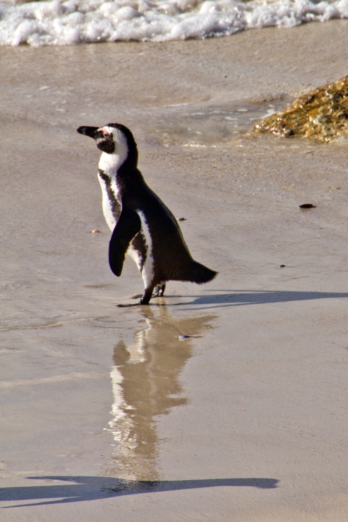 SIBISNUS SUD FRICA Los Ping inos De Boulders Beach 
