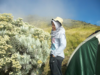 tutu foto bareng bunga edelweis gunung sumbing