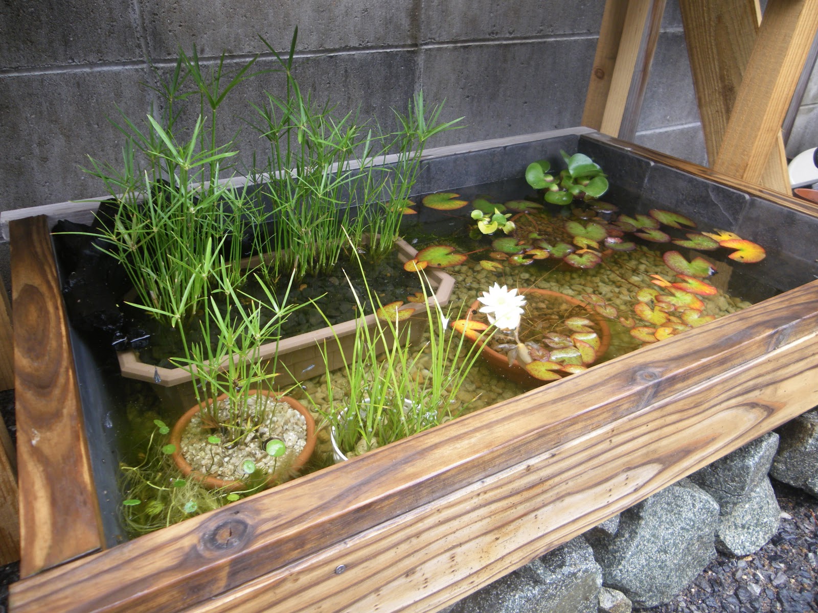 メダカ盆栽への道 日本庭園のような和風ビオトープの製作構想 メダカの大工