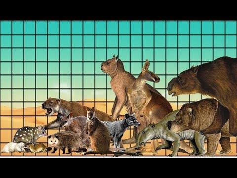 Info Hewan  Tumbuhan Prasejarah Marsupialia  ordo mamalia  