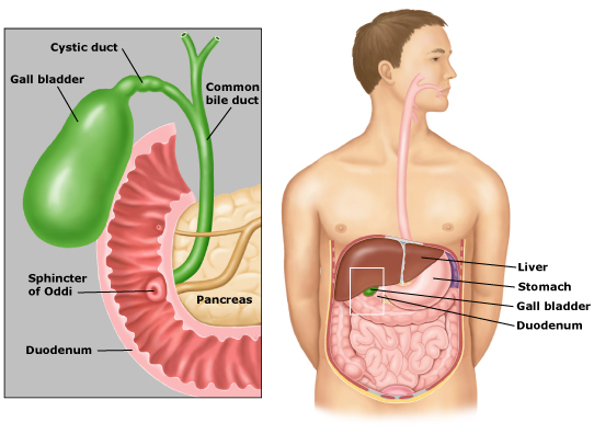 Ada 4 Efek Jika Empedu Diangkat dari Tubuh Manusia wheres my appendix diagram 