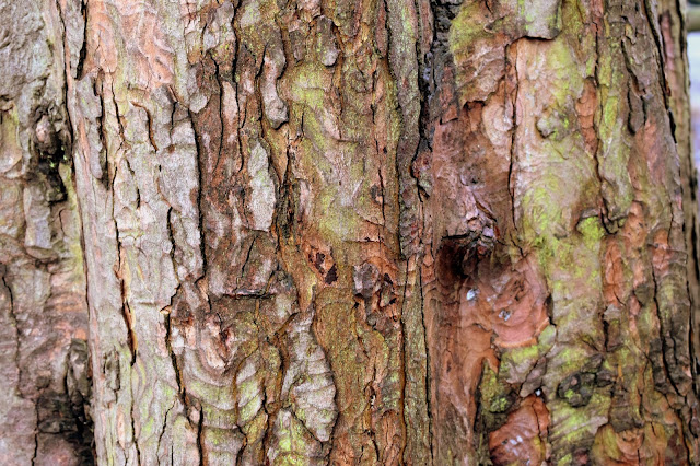 Beautiful Tree Bark