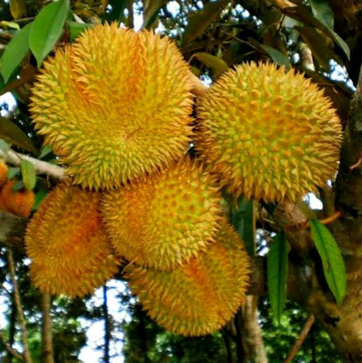 BIBIT DURIAN BAWOR SUPER Sungai Penuh