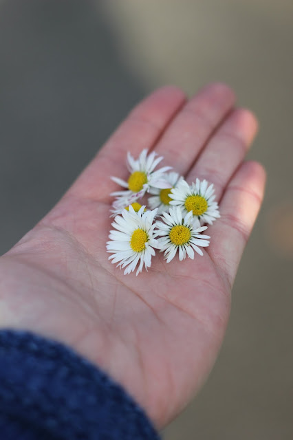 beautiful flowers