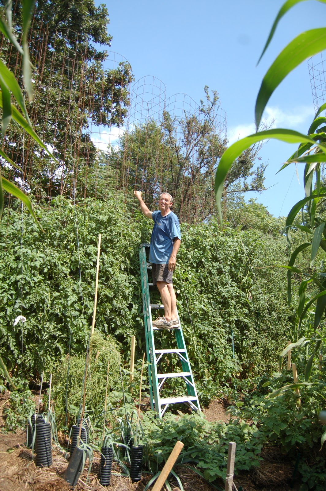 Midwestern Garden Tomato cage Extensions.