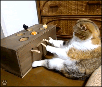 Funny Cat GIF • Funny chubby cat sitting like human and playing whack a mole
