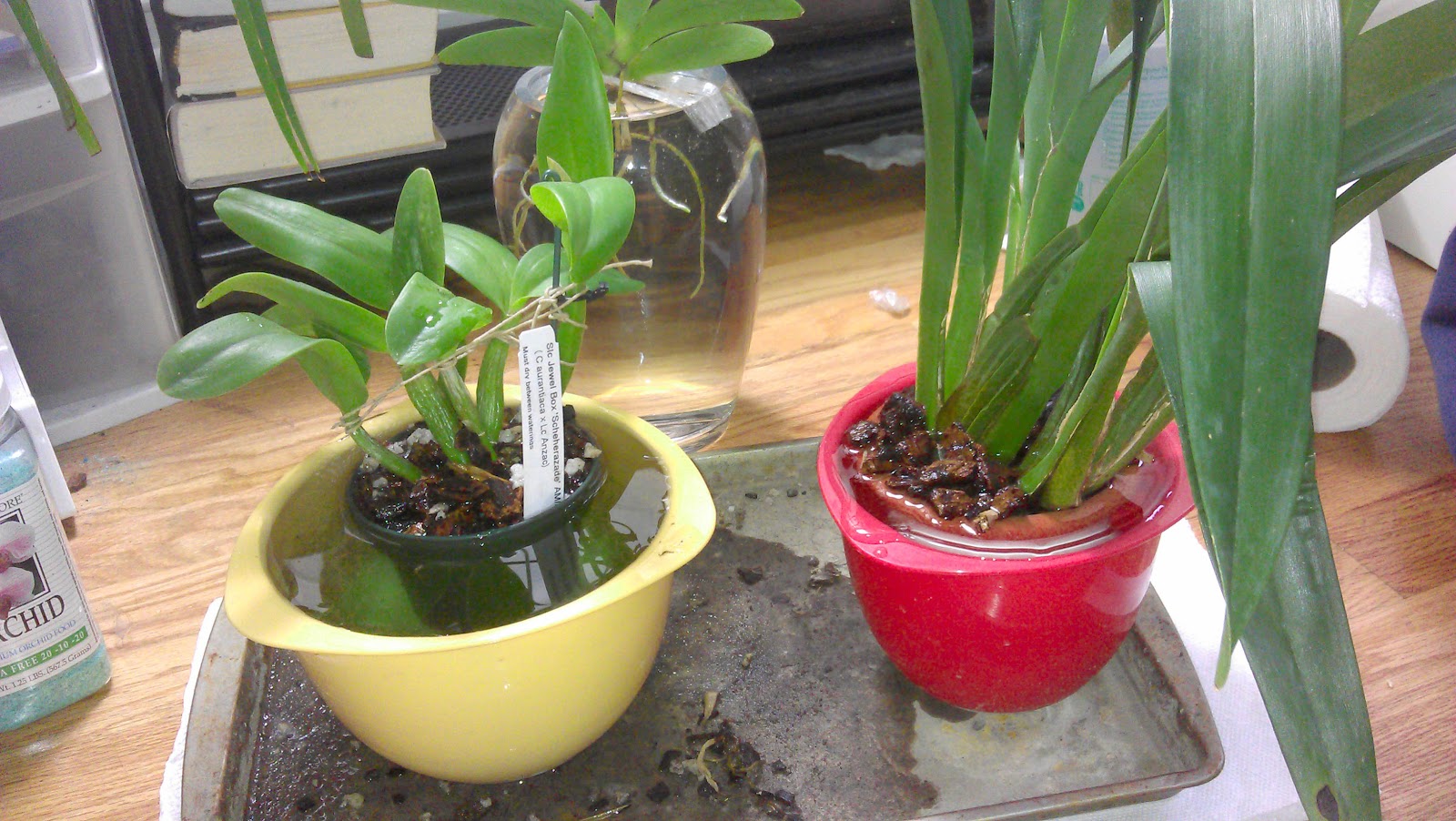 Орхидея в домашних условиях в воде. Орхидея фаленопсис полив. Каттлея полив. Полив орхидей методом погружения. Орхидея в горшке с водой.