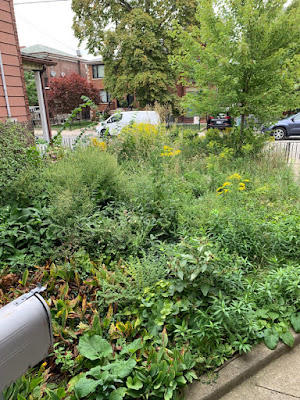 Toronto Little Italy Front Garden Cleanup Before by Paul Jung Gardening Services--a Toronto Organic Gardening Services Company Toronto Little Italy Front Garden Cleanup Before by Paul Jung Gardening Services--a Toronto Organic Gardening Services Company