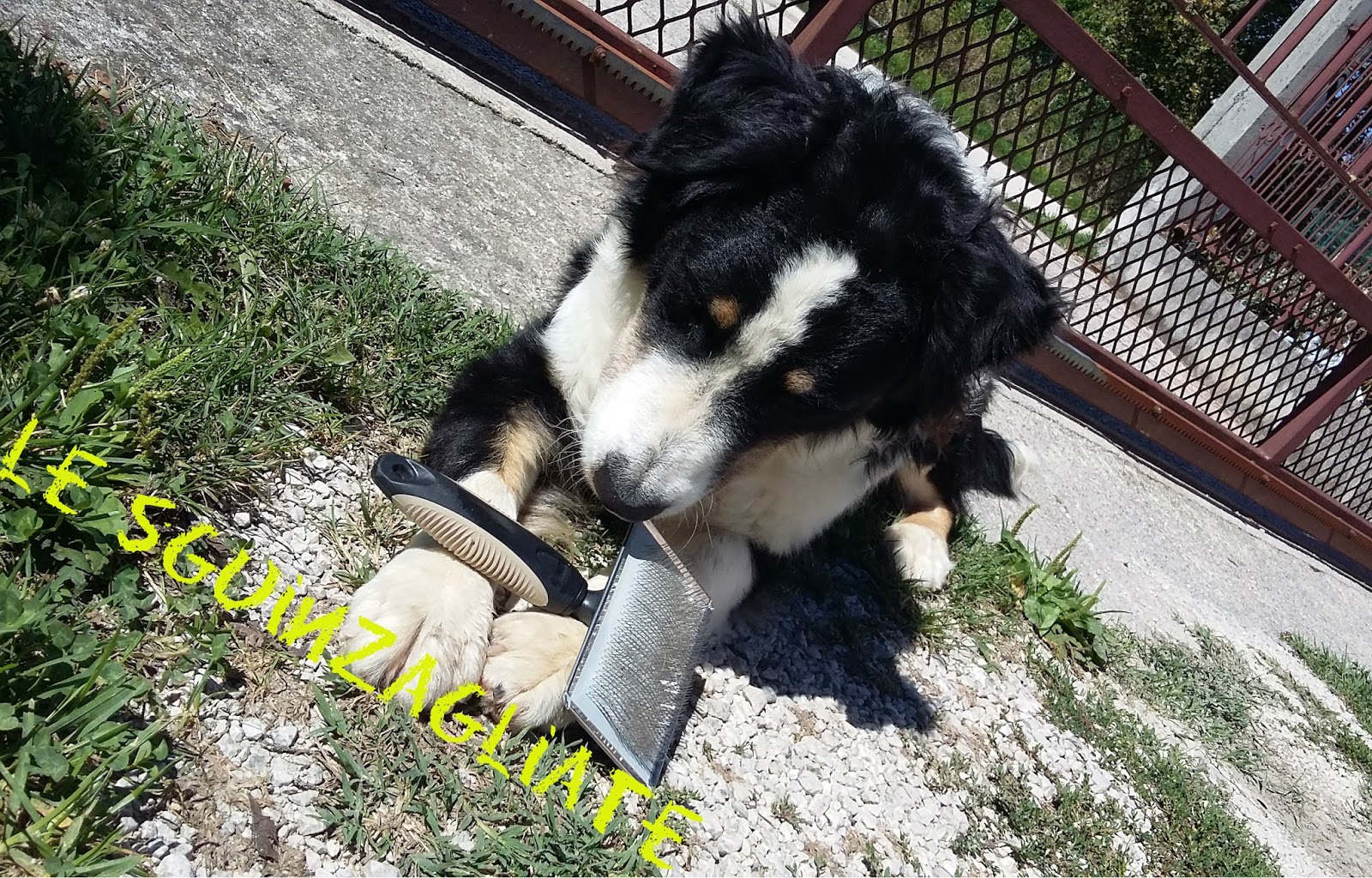 Le sguinzagliate: La muta del pelo: come affrontarla