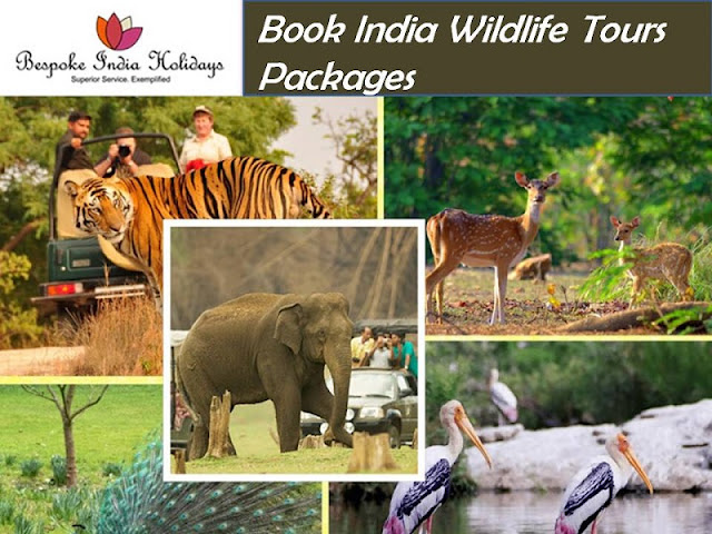 India Wildlife tours