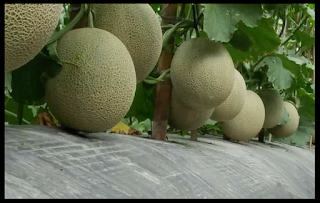 Cara menanam Melon untuk Pemula agar hasilnya melimpah