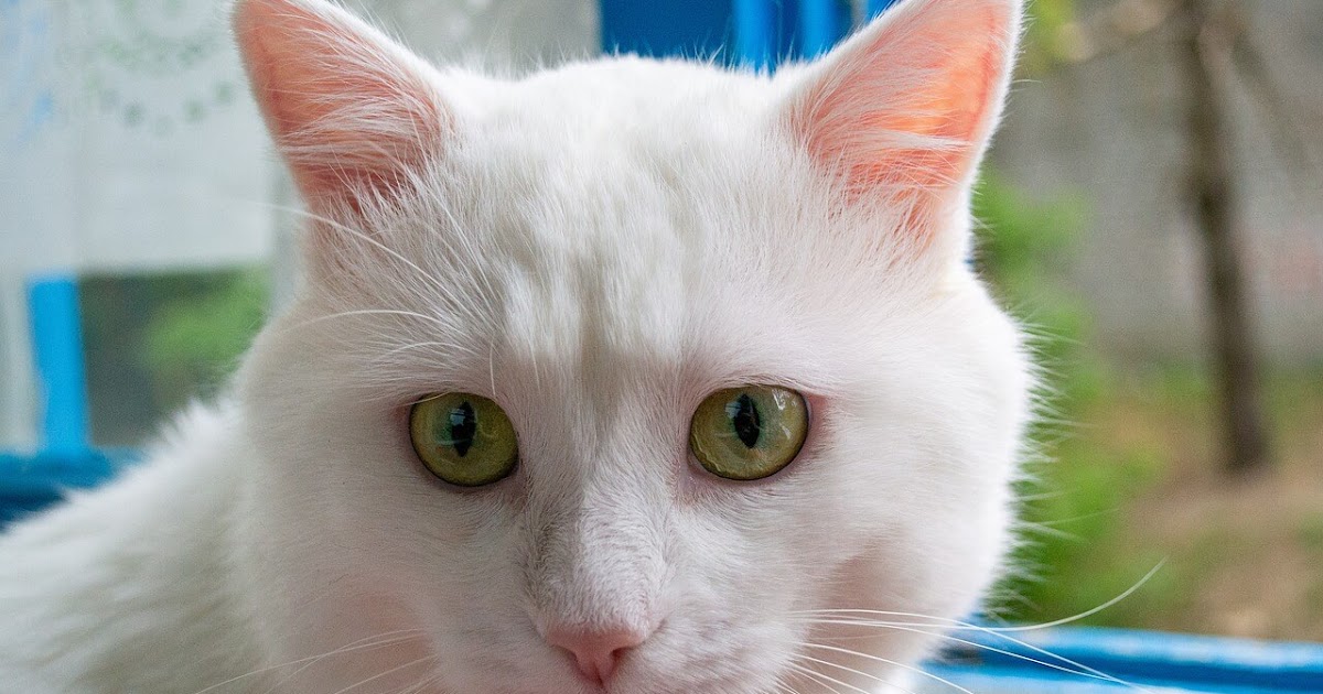 لماذا تنقل القطة صغارها من مكان لأخر