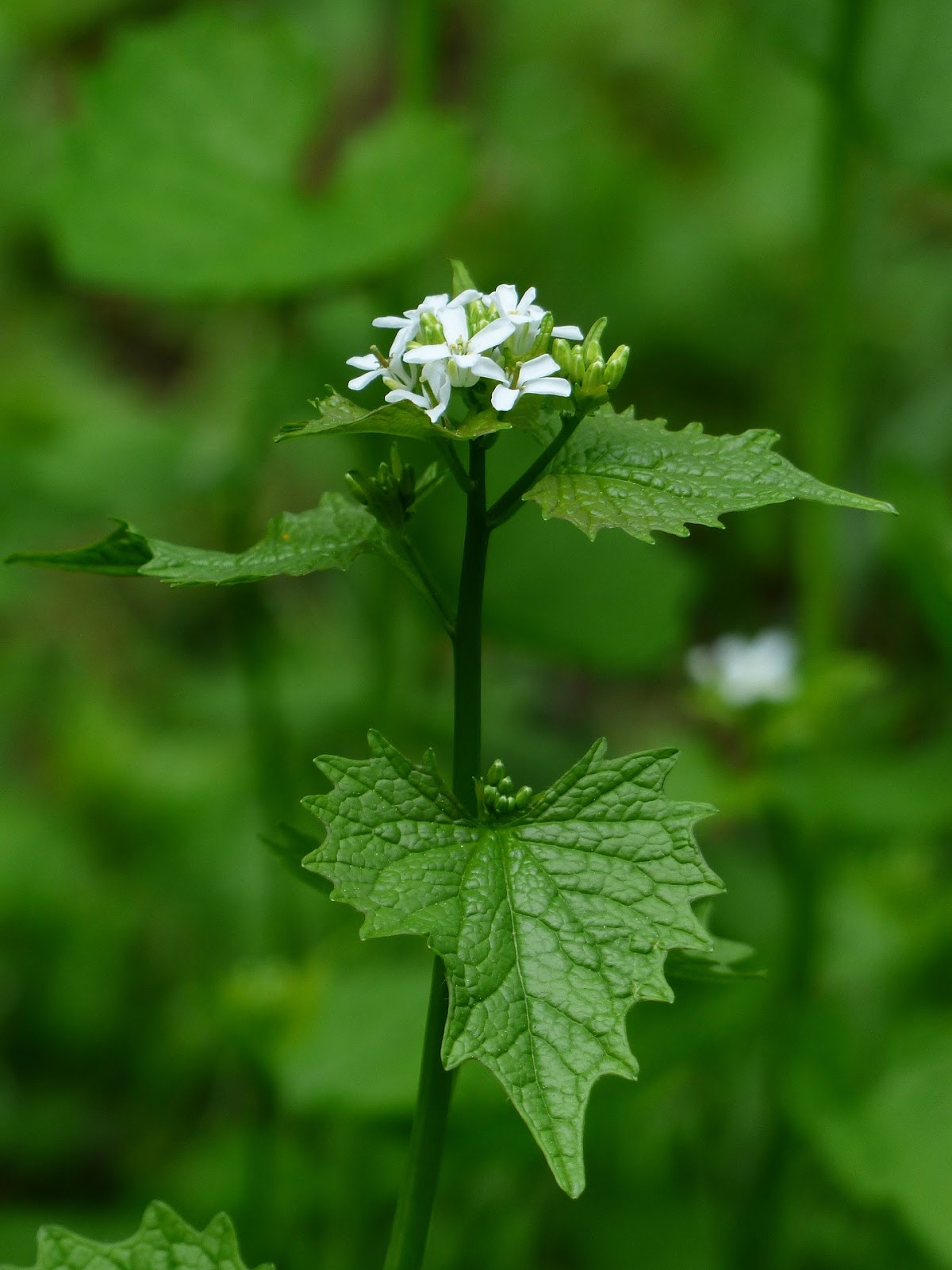 The Meditative Gardener Pulling Garlic Mustard