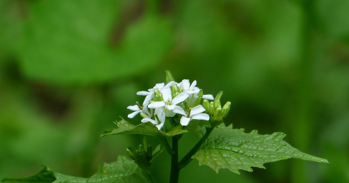 The Meditative Gardener Pulling Garlic Mustard