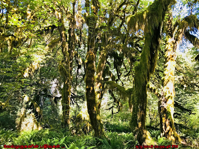 Sitka Spruce Hoh Rain Forest