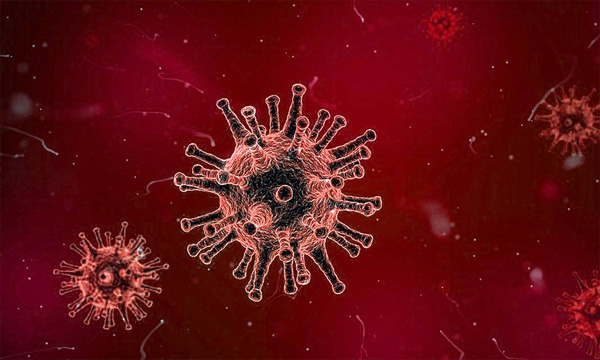 virus New York, News, World, Health, virus, Scientist, Chicken, Kill, Covid 19, Scientist warns of the danger of a pandemic triggered by chicken farms that could kill half the world's population