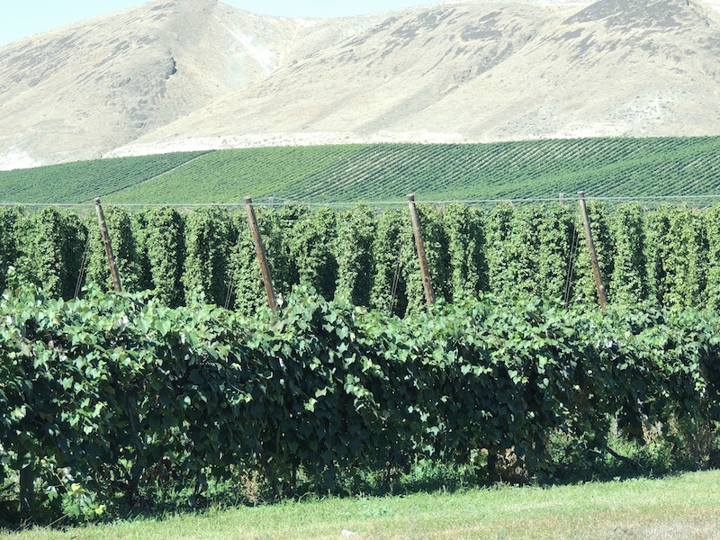 mnkcusa Sunnyside WA, Hops (as in beer)