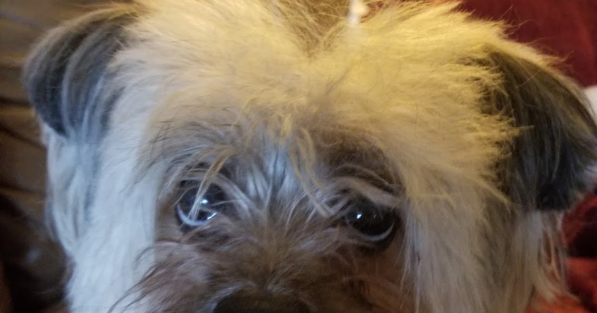 Pet Care We Tried Fur Zapper and The Glove SPATE The 1 Hip Hop News