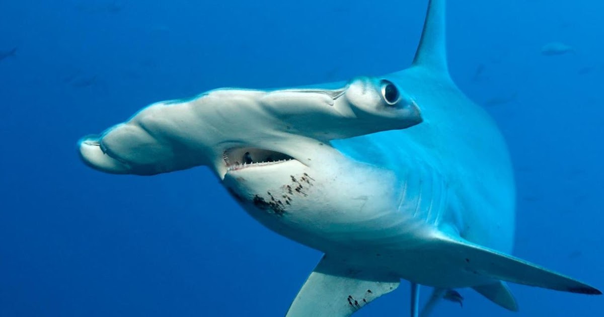 WORLD 10 Most Dangerous Sharks SZD