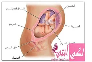 الشهر الثامن من الحمل والام الحوض