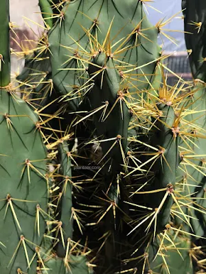 กระบองเพชร โอพันเทีย ทูน่า (Opuntia tuna) Cactus หนามทอง